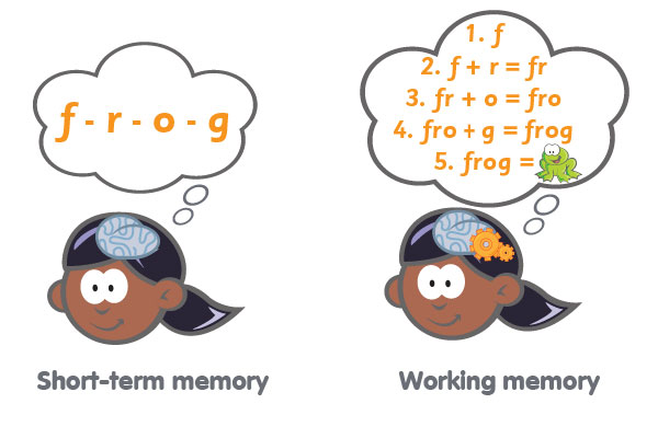 Working memory 