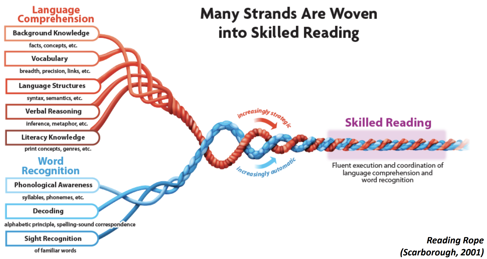 Strands of the rope work show the complexity of reading comprehension Strands weave together to enable comprehension. A breakdown in comprehension can occur if there is a 'break' in a strand. Red refers to Language, blue refers to decoding